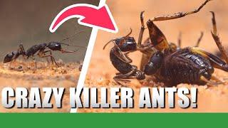 MY NEW CRAZY KILLER ANTS! | Harpegnathos Venator #1 - Ant Holleufer