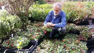 Wintergreen: A beautiful and versatile edible groundcover