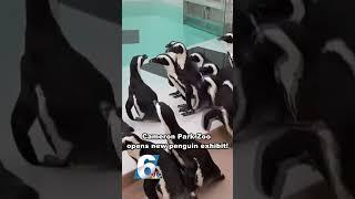 Cameron Park Zoo in Waco opens new Penguin Shores exhibit!