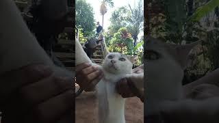 #cat .