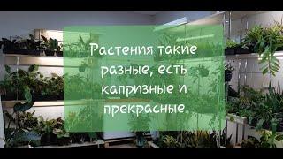 Топ-25 комнатных растений, которые не стоит покупать новичку. Адаптация Ч.2