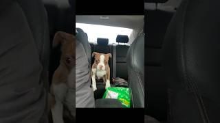 Try not to laugh #funny ￼