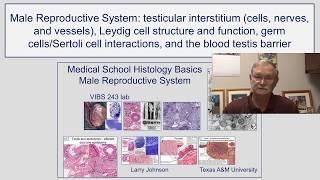 Male Reproduction- Testicular Interstitium, Leydig Cell Structure and Function