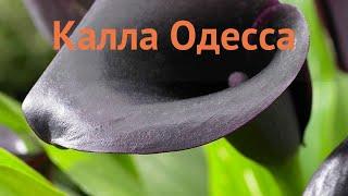 Калла обыкновенная Одесса (calla odessa)  калла Одесса обзор: как сажать луковицы каллы Одесса