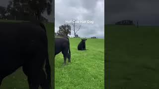 #корова#прикол#cow#sigir#inək#уй#сиыр#गाय#بقرة#vache#mucca#ძროხა#vacca#joke#hazil#ржач#Kuh#गाई#әзіл