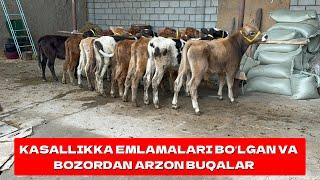 EMLAMALARI BOʻLGAN BOZORDAN ARZON BUQALAR ULGURIB QOLING