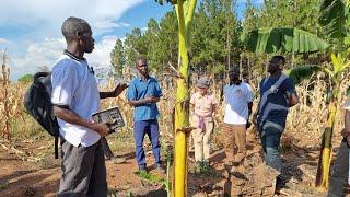 Banana Farming Dos and Don't: Banana Growing Techniques in Northern Uganda