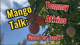 Mango talk: Tommy Atkins // Good or bad?