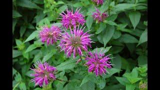 Deadheading Bee Balm