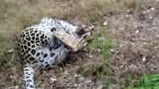 Levra Leopard enjoys a basket