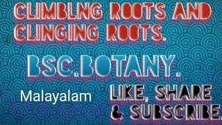 Dhanya chandran - phytology.Climbing roots and clinging roots.BSC.botany. Malayalam