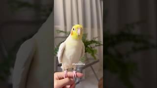 This cute little singer is stealing the show with its talent!  #cockatielscraze #birdsinging