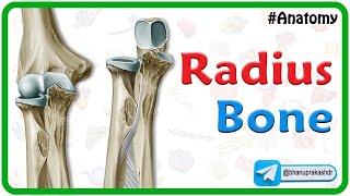 Radius Bone Anatomy Animation 