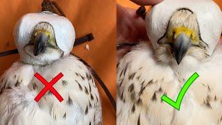 Sharpening The Beak Of A Falcon / Time of the Falcon