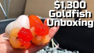 JUMBO Ranchu Goldfish Airport Pick Up & Unboxing - Super High Quality