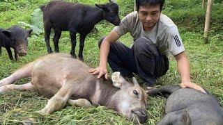 Full video of 365 working days of calves, goats, pigs and Vietnamese men