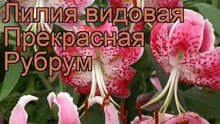 Лилия видовая Прекрасная Рубрум (lilium)  обзор: как сажать, луковицы лилии Прекрасная Рубрум