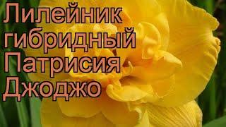 Лилейник гибридный Патрисия Джоджо  обзор: как сажать, рассада лилейника Патрисия Джоджо