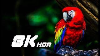 The 4K Video 2