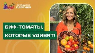 ВЗРЫВ ФРУКТОВОГО ВКУСА: БИФ ТОМАТЫ, КОТОРЫЕ ВАС УДИВЯТ!