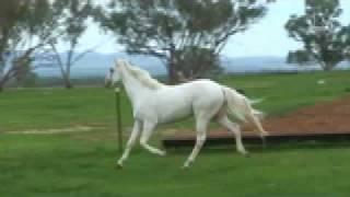 Appaloosa stallion Cayuse Blizzard-O-Lena at stud in Australia - Sportaloosa Stallion Showcase