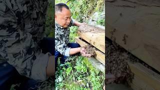 Collecting bees into a hive: A skilled process ensuring safe and stable swarm relocation