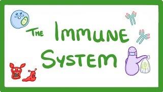 GCSE Biology -  Immune System (Defences Against Pathogens)  #38