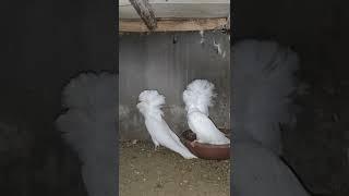 Beautiful Jacobin Lovely #fancypigeon #short #exoticpets #1tranding #kabutar#jacobin #kabootarlovers