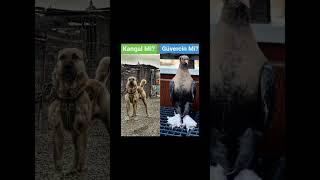 senin favorin hangisi yorumla bakalım #pigeon #güvercin #keşfet #kabootar #love #dog #kankal #music