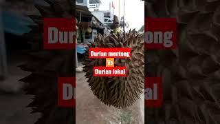 DURIAN MONTONG Vs DURIAN LOKAL CIANJUR @Infocikondang