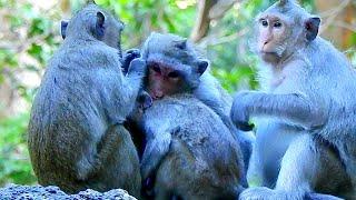 Jane monkey no del@y dis_ciplined big Jonna`s neck until she s_o s@d and sister Jazzy come comforted