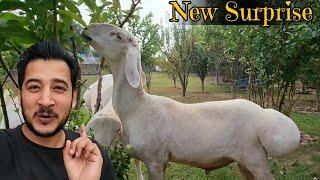 Bhai aik or surprise lay ae  - New dumbay ka naam final ho giya - JNTV Vlogs