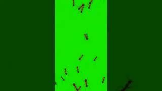 Ant's On Green Screen VFX