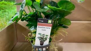 Anubias Nana Coin at Aquafleur International!