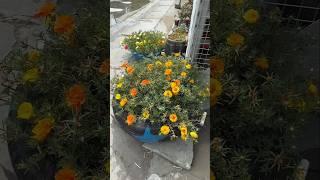 How to grow portulaca flower in car tire beautiful #bonsai #flowergardening #sowandgrow