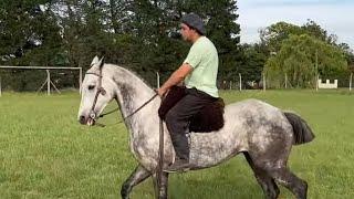  Caballo tordillo liberal - $1.900.000 - LOSEQUINOS.COM