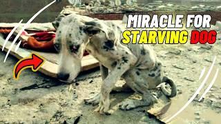 Starving Great Dane Found Eating Rocks To Survive Gets His Miracle