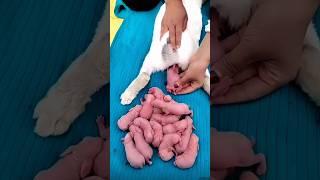 Rabbit baby - Baby Rabbit growing Up Day by Day
