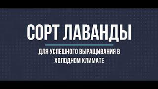 Какая лаванда отлично растет в холодном климате