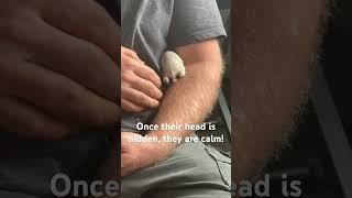 Watch this baby bunny try to HIDE! #animals #babies #babyanimals