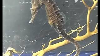 Sea Horses: Very Cute, Very Tiny, Kind of Weird