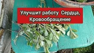 Этот Целебный Сорняк Лечит Кучу Болезней Повышает Иммунитет! ПОРТУЛАК: Лечебные Свойства Рецепты