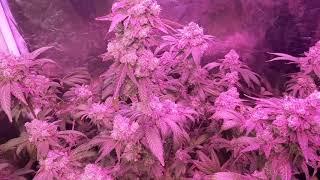 Flowering @ Day 61/8th Week - Gorilla Glue #4 + Bruce Banner #3 x2 - 4x4 Mylar Tent