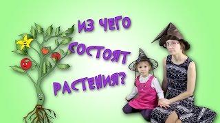 Из его состоят растения? Части растений.