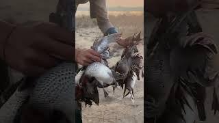 10 ducks down in one attempt #birdhunter #birdhunting #huntting #hunting