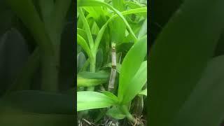 Near Bluming Dendrobium COMPO All Over India #Dragon Compact Available Naji’s World