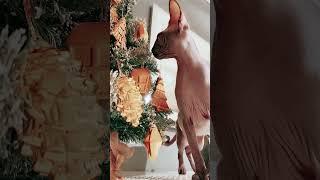 Funny Cat and kittens Meowing Compilation