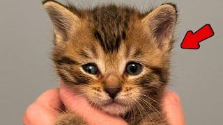 This Tiny Kitten Rejected Cats and Chose a Dog to Be Her Mom