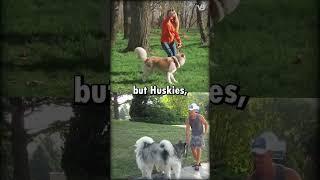 Husky VS Malamute #shorts