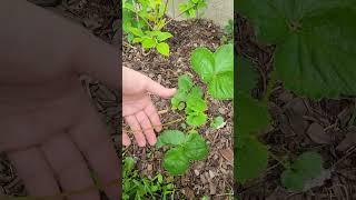 Albion Everbearing Strawberry growth progress June 14 2025 #strawberry #garden #gardening #berry